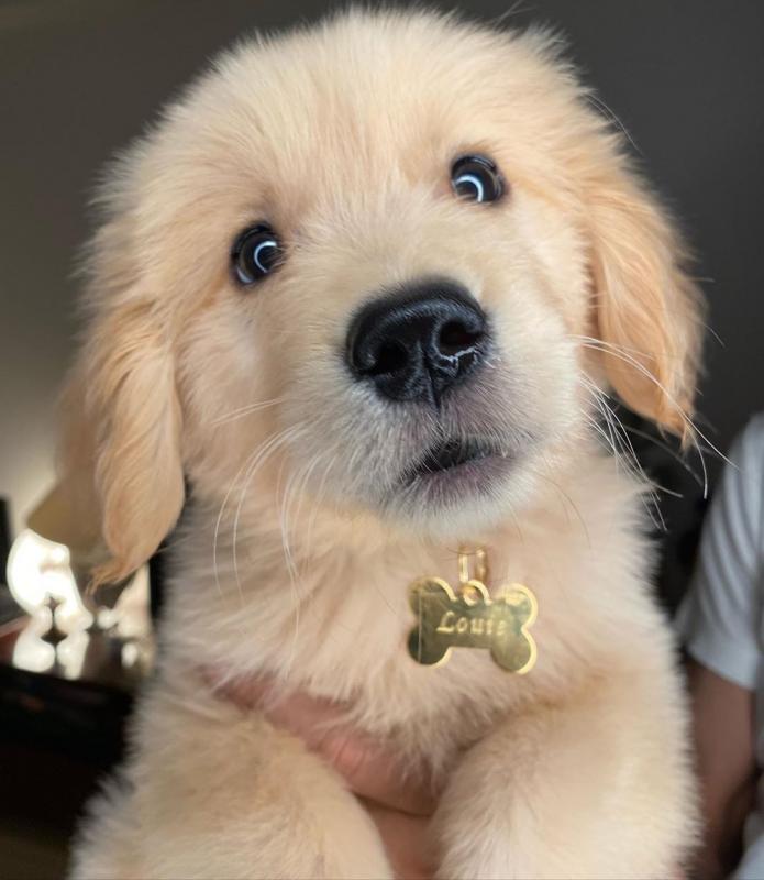 Golden Retriever puppies- Male & Female (303)578-6349 Image eClassifieds4u