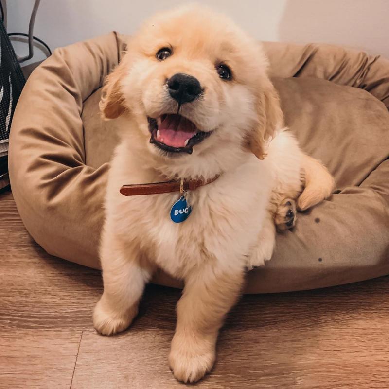 Golden Retriever Puppies Ready To Go (303)578-6349 Image eClassifieds4u