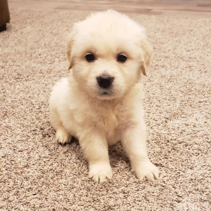 Golden Retrievers Puppies For Adoption Image eClassifieds4u