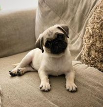 Pug Puppies For Free Adoption Image eClassifieds4U