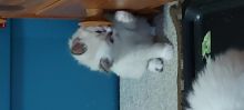 Ragdoll kittens Image eClassifieds4u 1