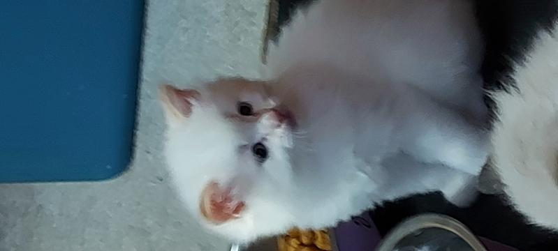 Ragdoll kittens Image eClassifieds4u