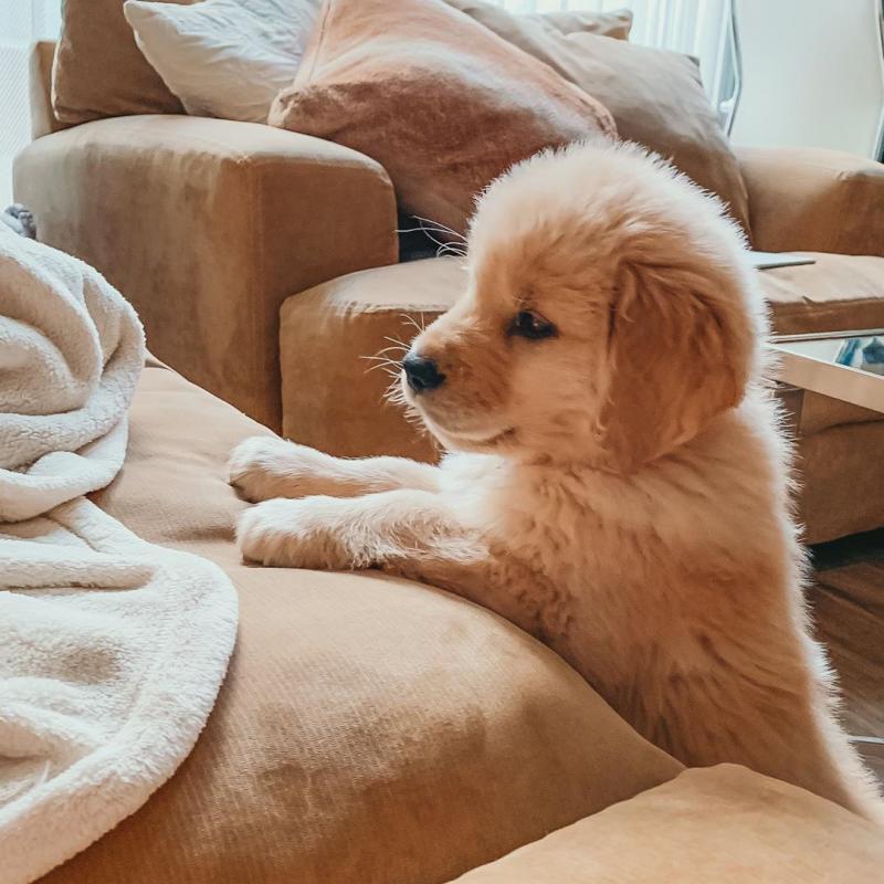 Cute Golden Retriever Pups For Adoption (303)578-6349 Image eClassifieds4u