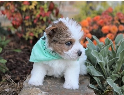Dramatic Ckc Yorkshire Terrier Puppies Available [ kurtmorgan51691@gmail.com] Image eClassifieds4u