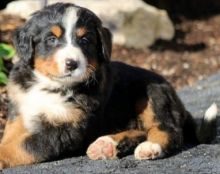 Beautiful Ckc Bernese Mountain Puppies Available