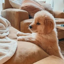 Cute Golden Retriever Pups For Adoption (303)578-6349