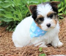 Dramatic Ckc Yorkshire Terrier Puppies Available [ kurtmorgan51691@gmail.com]