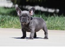Adorable Ckc French Bulldog Puppies Available