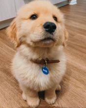 Adorable Golden Retriever Puppies (303)578-6349