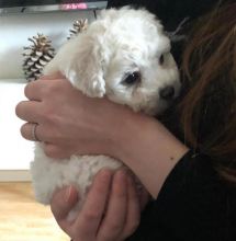 Astounding Ckc Bichon Frise welsh corgi Puppies Available