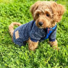 Cavapoo male and female puppies for adoption