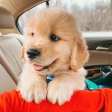 Cute Looking Golden Retriever Puppies (303)578-6349