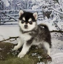 Cute Male and Female Pomsky puppies