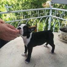 Energetic Ckc Boston Terrier Puppies Available [kurtmorgan51691@gmail.com]