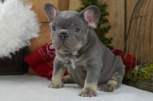 Excellent Akc Reg Male And Female French Bulldog Puppies For Sale