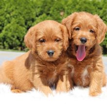 Eye-Catching Ckc Labradoodle Puppies Available