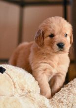 Fantastic Ckc Golden Retriever Puppies Available [kurtmorgan51691@gmail.com]