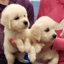 Golden Retriever puppies, cKC registered, males and females