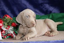 Lovely Weimaraner Puppies