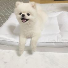 Pomeranian puppies available in good health condition for new homes