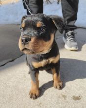 Rottweiler puppies, male and female for adoption