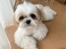 Shih Tzu puppies available in good health condition for new homes