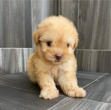 Very Cute Ckc Maltipoo Puppies Available