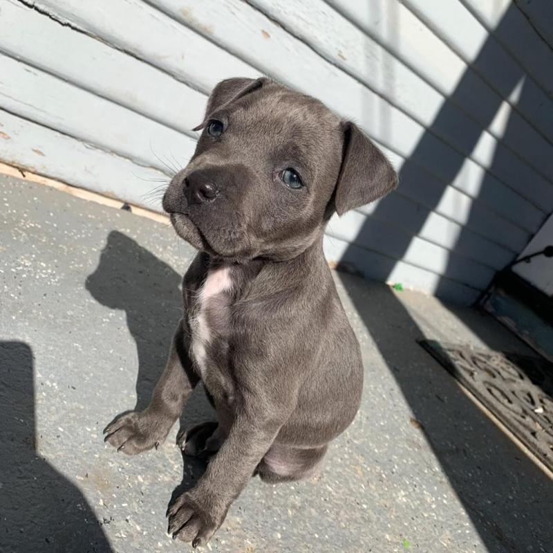 Blue nose American pit bull puppies Ready For A New Home Image eClassifieds4u