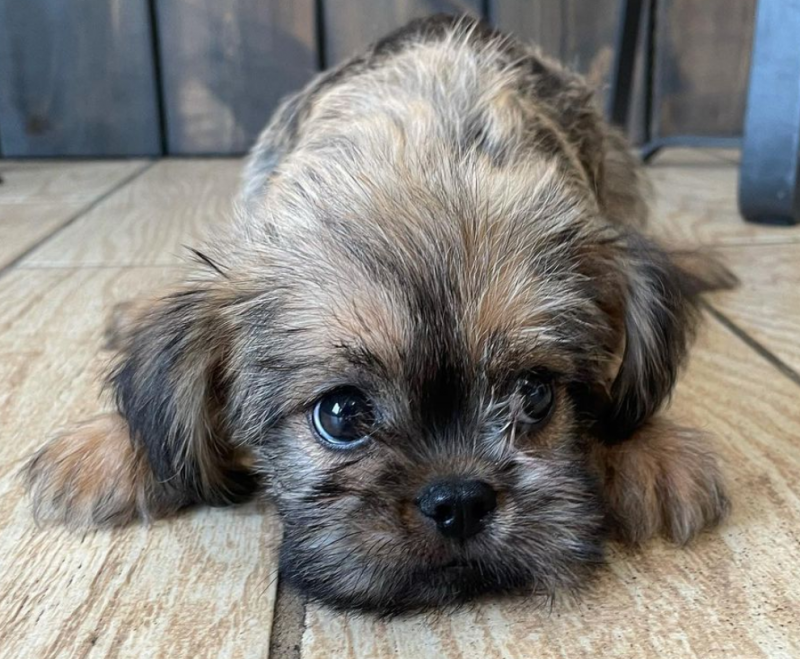 Brussels Griffon puppies now available Image eClassifieds4u