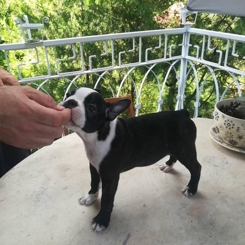 Energetic Ckc Boston Terrier Puppies Available [kurtmorgan51691@gmail.com] Image eClassifieds4u