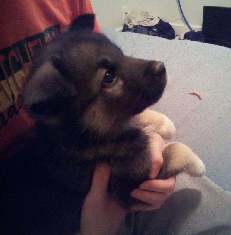 Husky Puppies!! Image eClassifieds4u