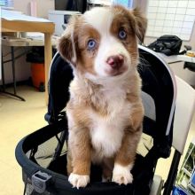 Astounding Ckc Australian shepherd Puppies Available Image eClassifieds4U