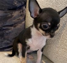 Amazing Ckc chihuahua Puppies Available [ kurtmorgan51691@gmail.com] Image eClassifieds4U