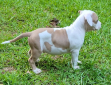 American staffordshire puppies available Image eClassifieds4u 3