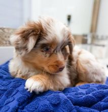 Australian Sheppard puppies, male and female for adoption Image eClassifieds4U