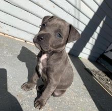 Blue nose American pit bull puppies Ready For A New Home Image eClassifieds4U