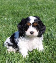 Breathtaking Ckc Cavapoo Puppies Available Image eClassifieds4u 2