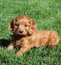 Breathtaking Ckc Cavapoo Puppies Available Image eClassifieds4u 1