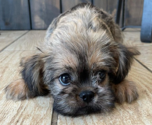 Brussels Griffon puppies now available Image eClassifieds4u 2
