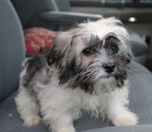 Fabulous Family Ckc Havanese Puppies Available [kurtmorgan51691@gmail.com] Image eClassifieds4u 2