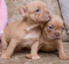 French bulldog puppies available Image eClassifieds4u 3