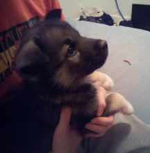 Husky Puppies!! Image eClassifieds4U