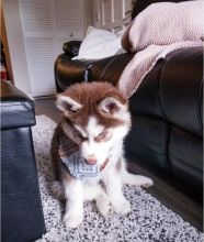 Siberian Husky puppies available in good health condition for new homes Image eClassifieds4U