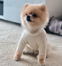 Smart Ckc Pomeranian Puppies Available Image eClassifieds4U