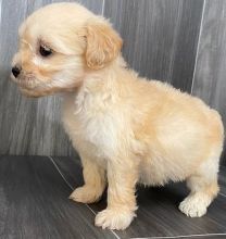Very Cute Ckc Maltipoo Puppies Available Image eClassifieds4u 2