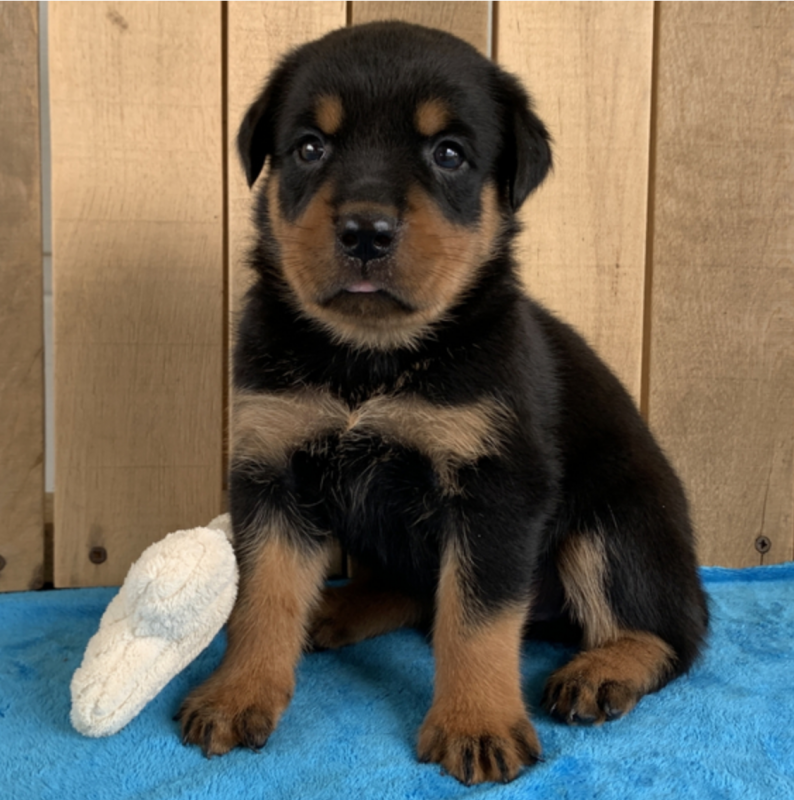 Rotweiler puppies available for sale Image eClassifieds4u