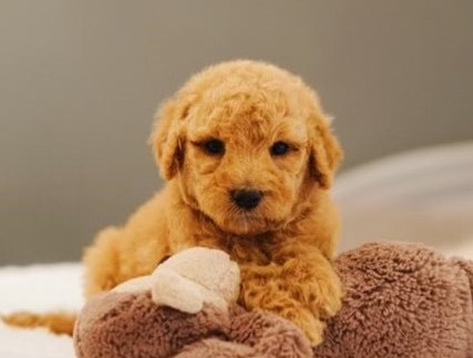 Staggering Ckc Goldenoodle Puppies Available [ kurtmorgan51691@gmail.com] Image eClassifieds4u