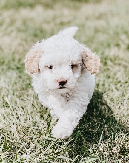Staggering Ckc Goldenoodle Puppies Available [ kurtmorgan51691@gmail.com] Image eClassifieds4u