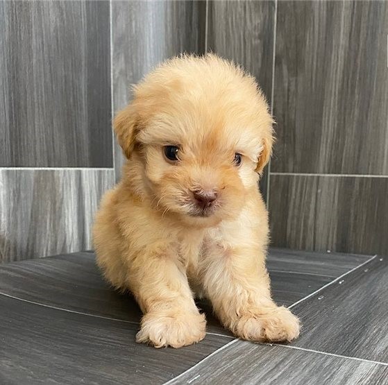 Very Cute Ckc Maltipoo Puppies Available Image eClassifieds4u