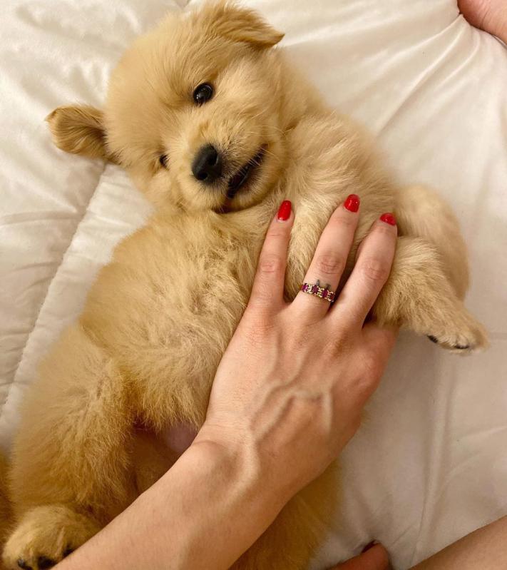 Well Trained Golden Retriever Puppies (303)578-6349 Image eClassifieds4u